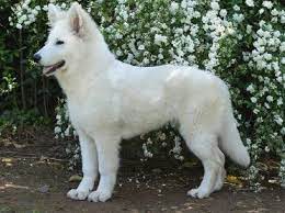 The white german shepherd dog is blessed with striking good looks. 5 Common Questions About The White German Shepherd Animalso