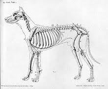 What does it mean when a dog has extra ribs? Rib Wikipedia