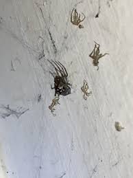 Experts say the species are not normally aggressive towards humans and bites are rare, but if the spiders are caught in clothing. A While Back We Had A Black Widow In The Garage After Harvey Came Through Is This A Baby Black Widow Houston Tx Spiders