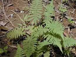 Image result for Christella dentata