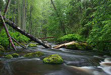 Here are some of our favourites. Nature Photography Wikipedia