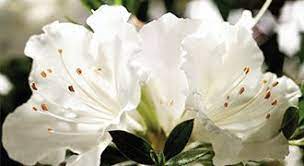The World S Best Selling Multi Season Blooming Azalea Azaleas Plants Parts Of A Plant