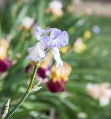 Hours may change under current circumstances May Flowers Rainscapes Irrigation