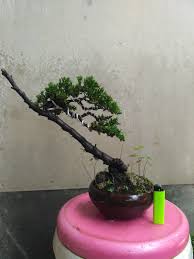 Tips Trick Memperbanyak Mengolah Tanaman Bonsai Bagi Pemula