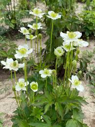 Image result for Aneilema nicholsonii