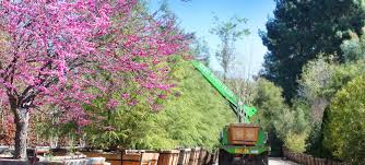 Beautiful hedge plants from different sizes. Berylwood Tree Farm Wholesale Nursery For Large Trees In Southern California