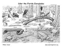 Check spelling or type a new query. Florida Animals Habitats Activities Symbols Animal Habitats Florida Animals Habitat Activities