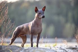We are a small kennel living with xolos for over 29 years. Mexican Hairless Dog Complete Guide Info Pictures Care More Pet Keen