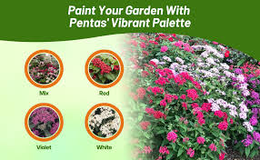 Image result for Pentas schimperi