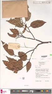 Image result for Homalium abdessammadii