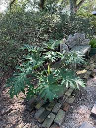 Image result for Thaumatophyllum bipinnatifidum