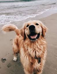 14 Lovely Photos Of Golden Retrievers Spending Time Near The Sea 14 Lovely Photos Of Golden Retrievers Spending 2020 Kopek Turleri Hayvanlar Sevimli Kopek Yavrulari