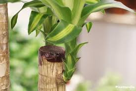 A dracaena can be a pretty easygoing pot and make really make a statement in the right planter. Dracaena Marginata Plant Watering Pruning Propagation Plantopedia