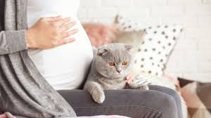 Bantal yang bagus untuk ibu mengandung semasa di dalam kereta. Ibu Hamil Tak Perlu Takut Kontak Dengan Kucing Tidak Akan Menularkan Tokso