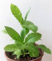 Image result for Nicotiana tabacum