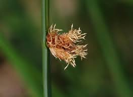 Image result for Schoenoplectiella articulata