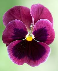 Pin On Watercolour Flowers