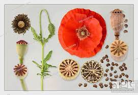 Pin On Poppy