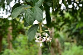 Image result for Congea