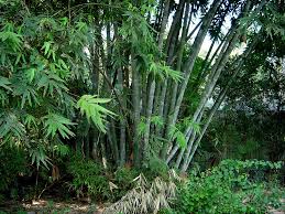 Image result for Dendrocalamus