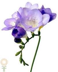 Pin On Flowers For Quotes