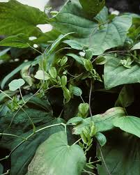 Image result for Dioscoreaceae