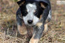 Australian cattle dog saint louis, missouri, united states. Pin On So Blue