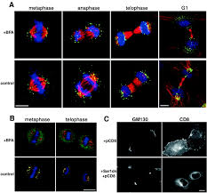 Against this, the plants can show mitotic divisions in both haploid and mitosis is divided into the following four stages 10.3 significance of mitosis. Partitioning Of The Matrix Fraction Of The Golgi Apparatus During Mitosis In Animal Cells Science
