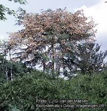 Image result for Pterocarpus tinctorius