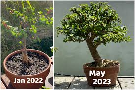 Image result for Grona afra