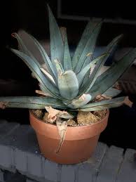 Image result for Aloe cameronii × greatheadii