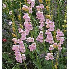 Rich lavender purple flowers and deep burgundy purple leaves highlight this hardy perennial. Penstemon Palmeri Wild Pink Snapdragon Gardenpost Flowers Perennials Flower Seeds Wild Flowers