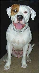 The original breeder, antonio nores. Mixed Breed Dog Pictures With Bios 19