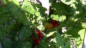 Position plants so that taller plants are in the center or background of the garden. Ripe Tomato Husky Cherry Red Hybrid Growing Food 2013 Youtube