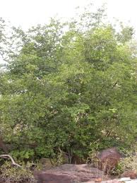 Image result for Copaifera baumiana