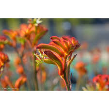 Image result for Anigozanthos