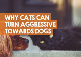 In pet cats, aggressive behavior can range from cats who hiss and avoid the target of their aggression to cats who attack. Why Is My Cat Attacking My Dog All Of A Sudden How To Stop It