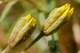 Image result for Clutia angustifolia