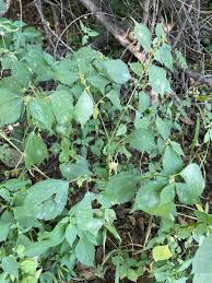 Image result for Triumfetta pentandra