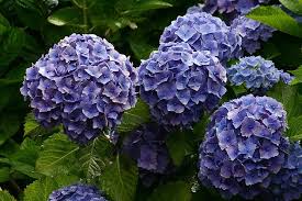 Tutte le informazioni sul nome fiore. Arbusti Perenni Piante Da Giardino Conoscere Gli Arbusti Perenni