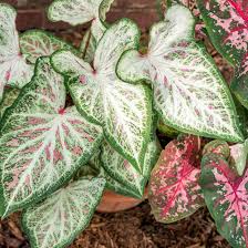 How to overwinter caladium bulbs. Caladiums Tropical Perennials For Every Shade Garden