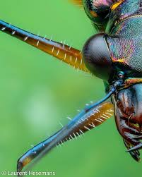 Image result for Antherothamnus