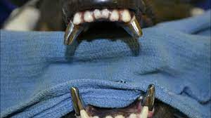 Maybe you would like to learn more about one of these? Do K9 Dogs Have Titanium Teeth Mi Dog Guide