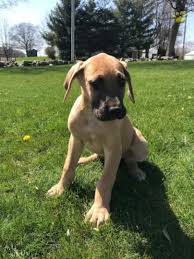 Henry is a 15 month old great dane/ lab mix who is full of energy. Diego Great Dane Puppy For Sale In Middlebury In Happy Valentines Day Happyvalentinesday2016i