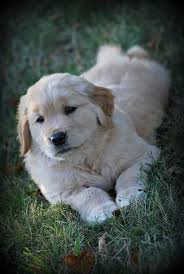 Nikmor Goldens Golden Retrievers Quispamsis New Brunswick Canada Golden Retriever Golden Retriever Puppy Retriever Puppy