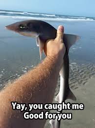 Shark Is Not Amused By Your Fishing Antics Very Funny Pictures Funny Pictures Funny Animal Pictures