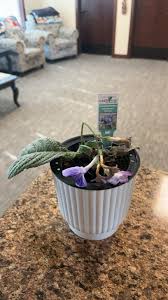 Image result for Streptocarpus montis-bingae