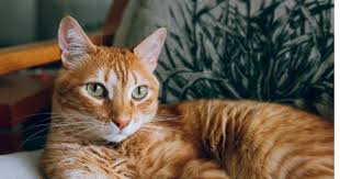 The animal welfare act (awa) was the first federal law in the us regulating animals in research. Animal Welfare Act 2015 Gazetted Spca Selangor