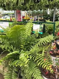 Macho Fern Pikes Nursery Macho Fern Ferns Plants