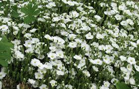 Its scientific name is arenaria montana, although it is known. Arenaria Montana Berg Sandkraut Pflanzenreich